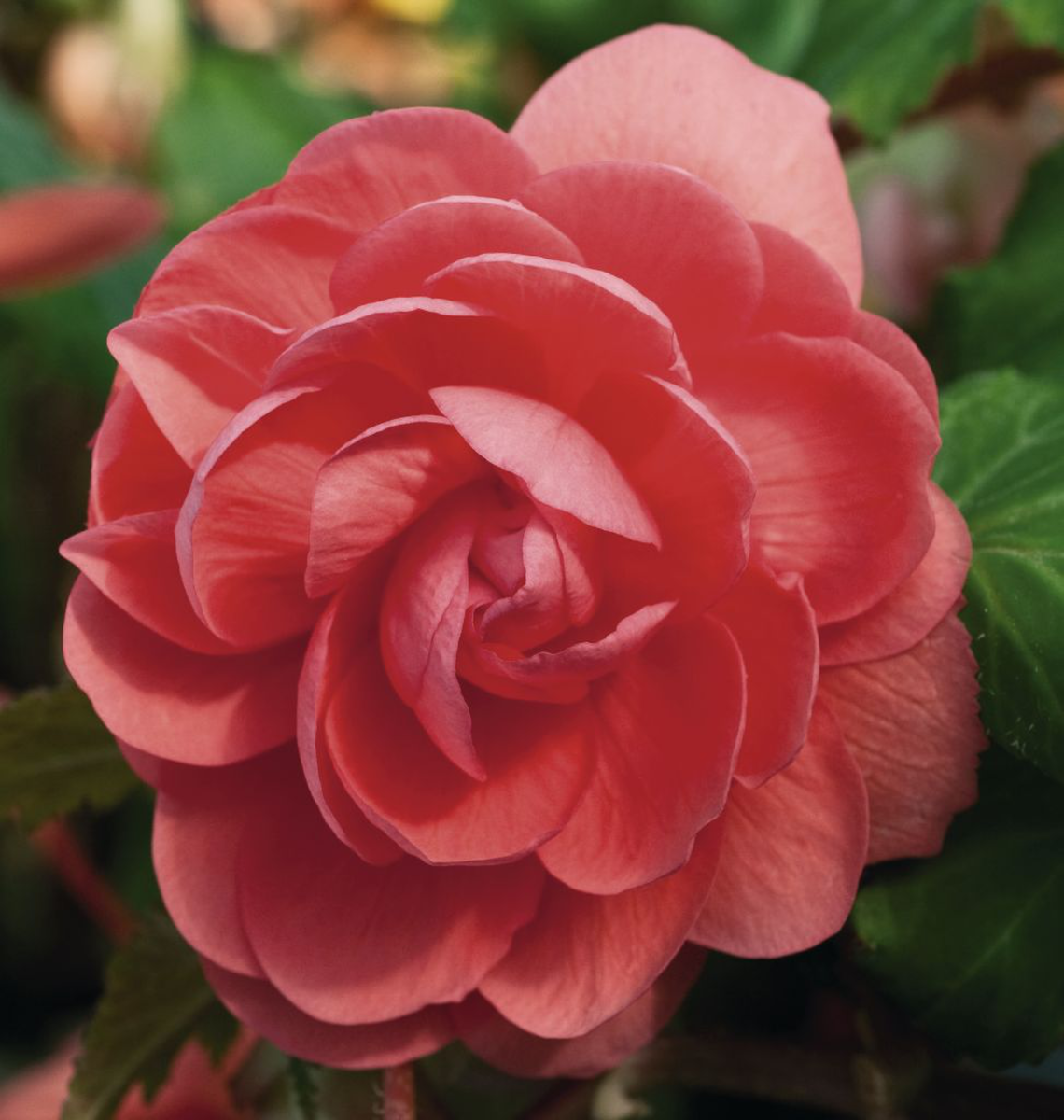 salmon-pink-1250897464.webp