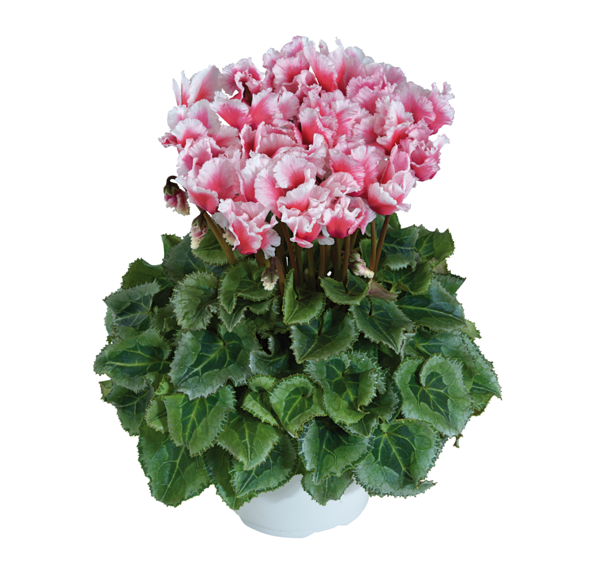 saumon-55430-720858826.webp