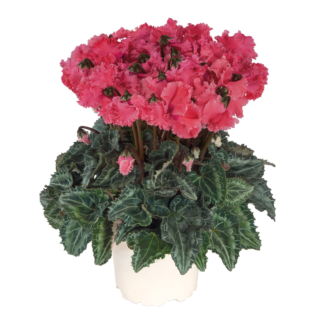 saumon-exp-100365-633852663.webp