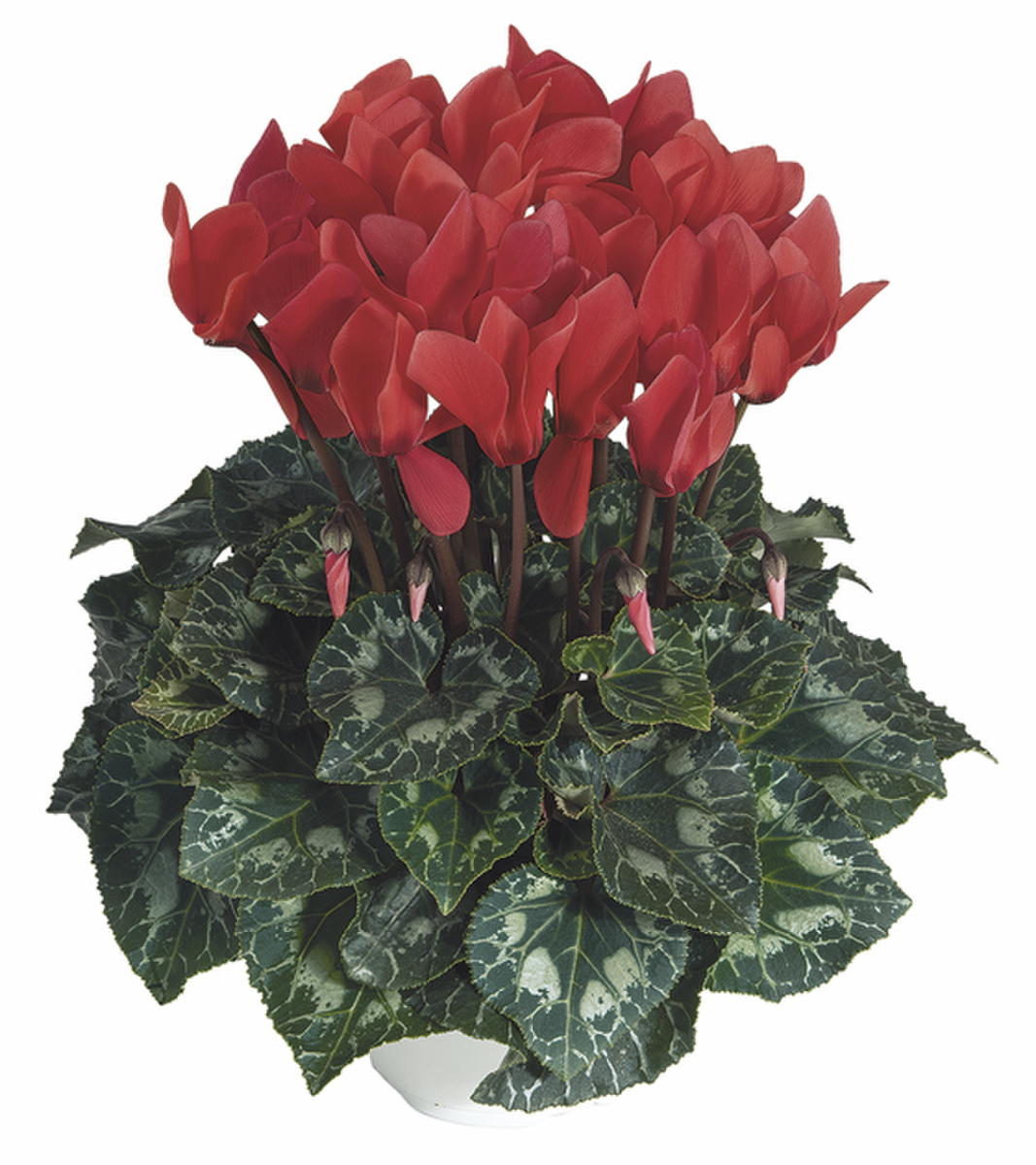 saumon-fonce-1036-2048523922.webp