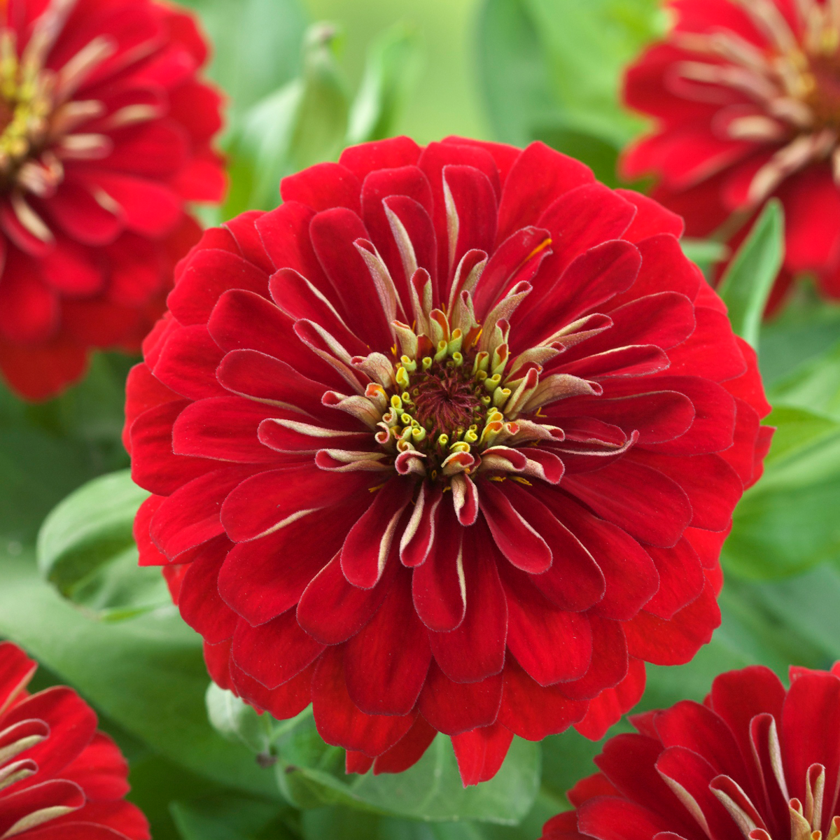 scarlet-1039658364.webp
