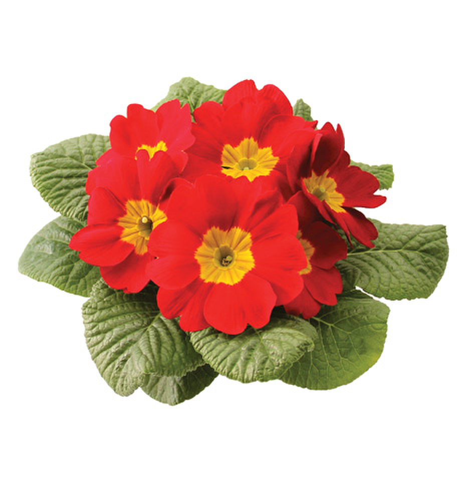 scarlet-1174217912.webp
