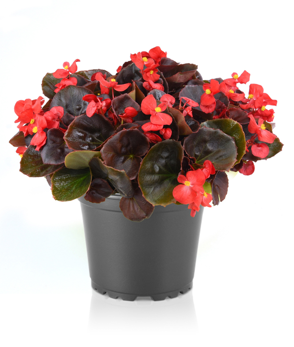 scarlet-142871263.webp