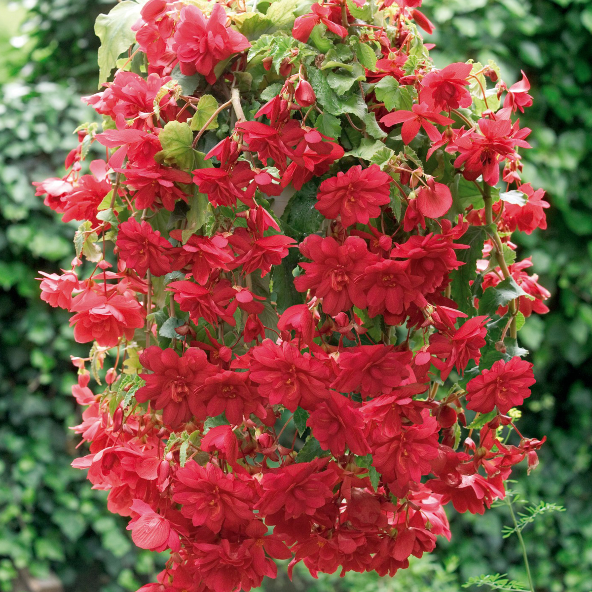 scarlet-2149886666.webp