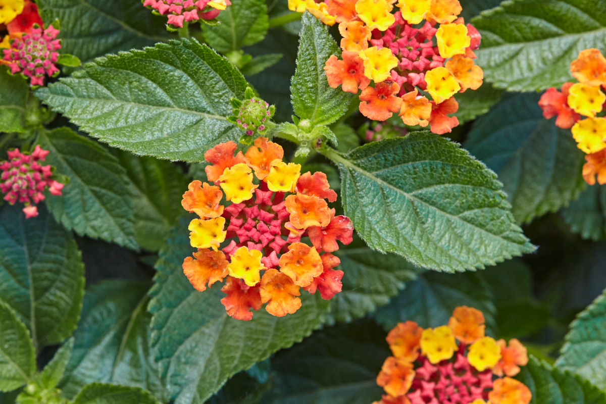 scarlet-2219159425.webp