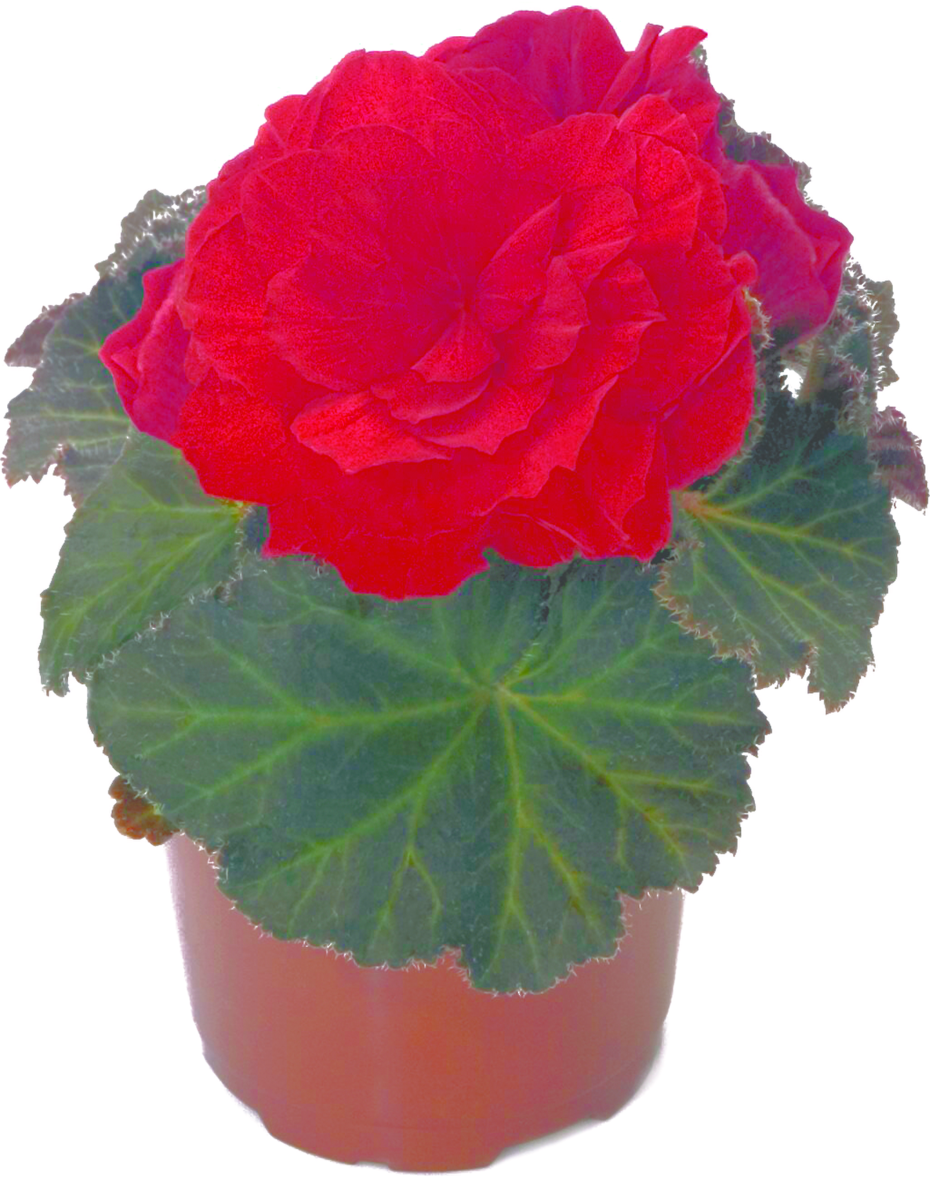 scarlet-2255387046.webp