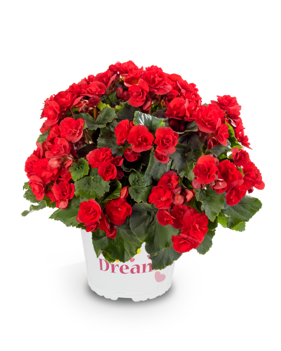 scarlet-2448238787.webp