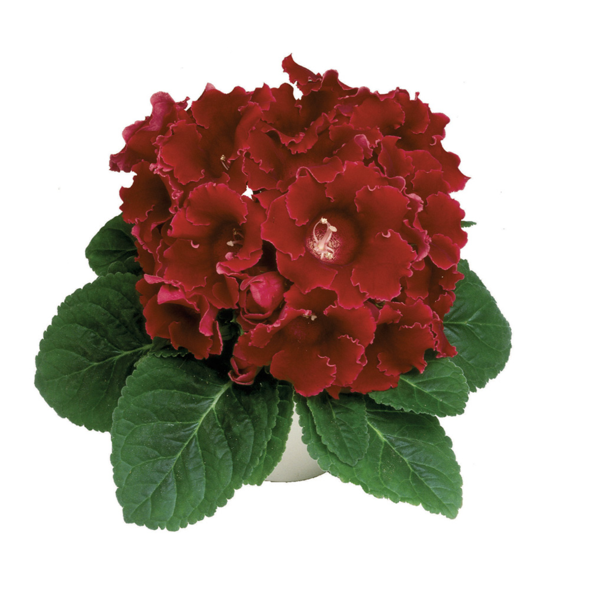 scarlet-2902432036.webp