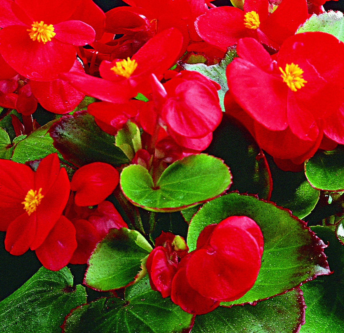 scarlet-325469472.webp