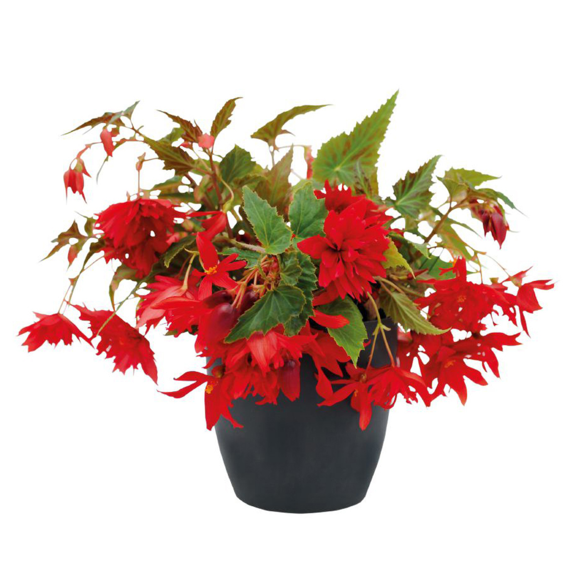 scarlet-3463777980.webp