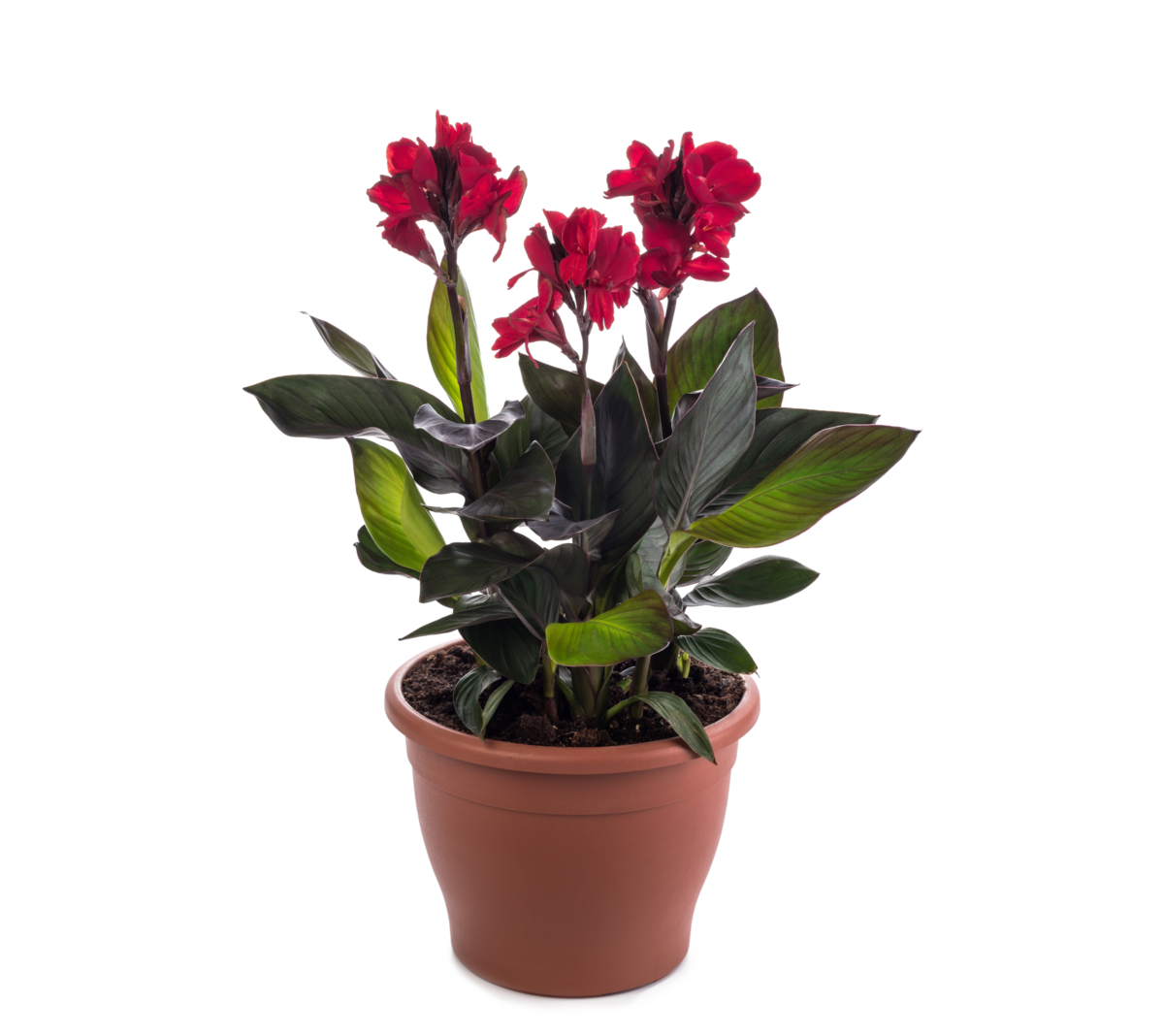 scarlet-bronze-leaf-2138807153.webp