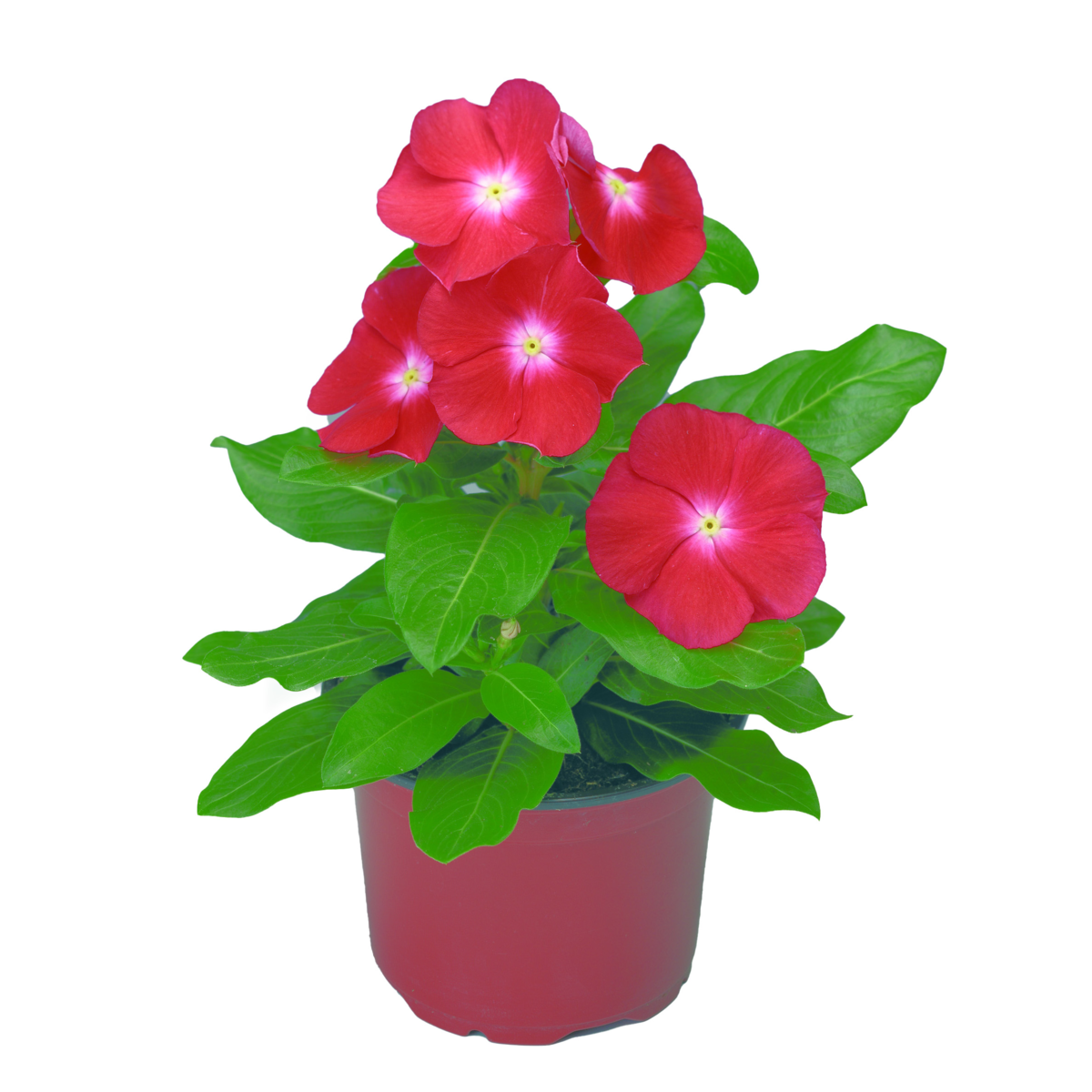 scarlet-with-eye-932361425.webp