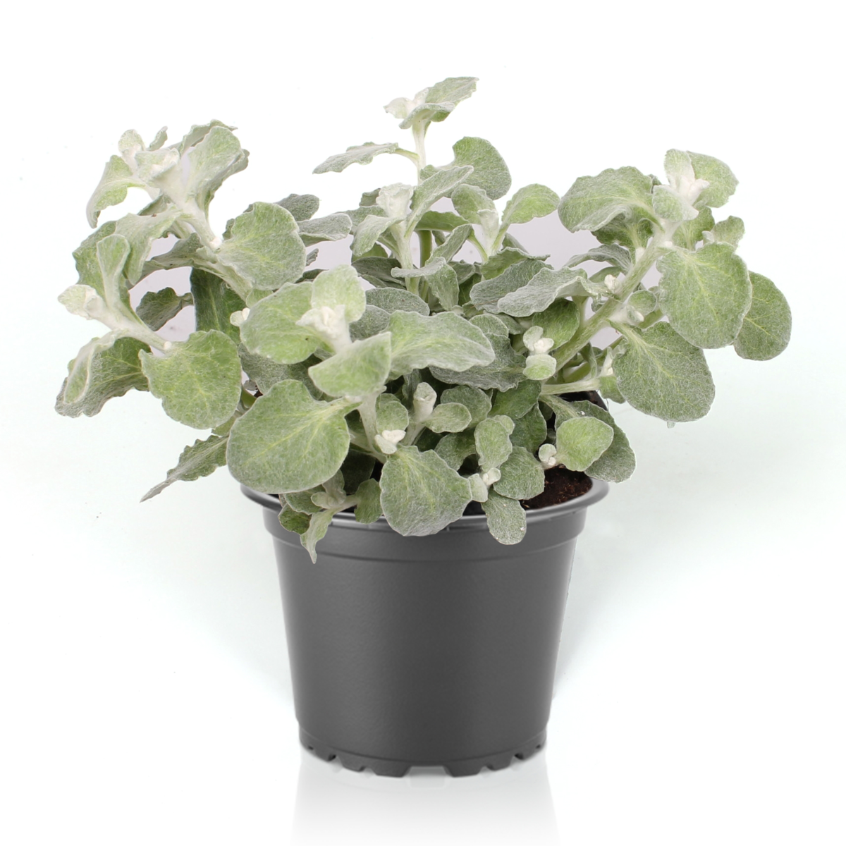 silver-3906774271.webp