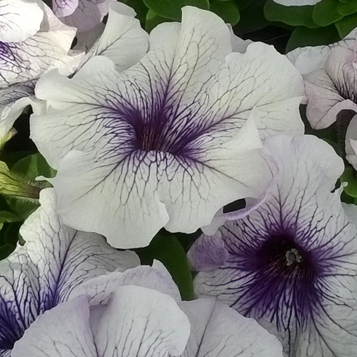 silver-blue-gp-2448680796.webp