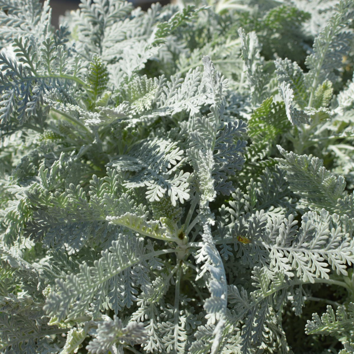 silver-lace-2370343140.webp