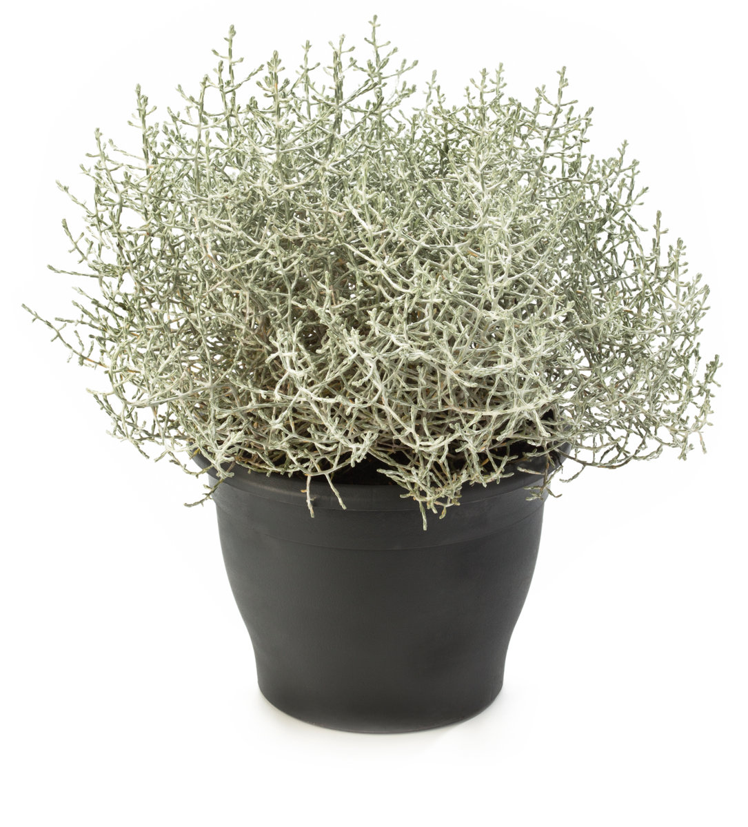 silver-star-1073871953.webp