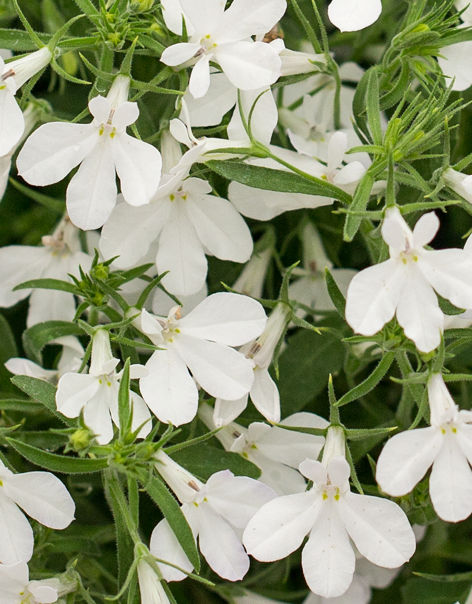 snow-white-2877533008.webp