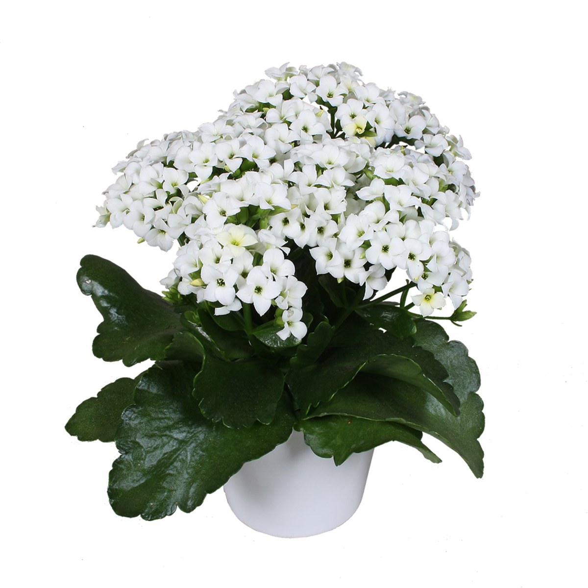 souvereign-1124251055.webp