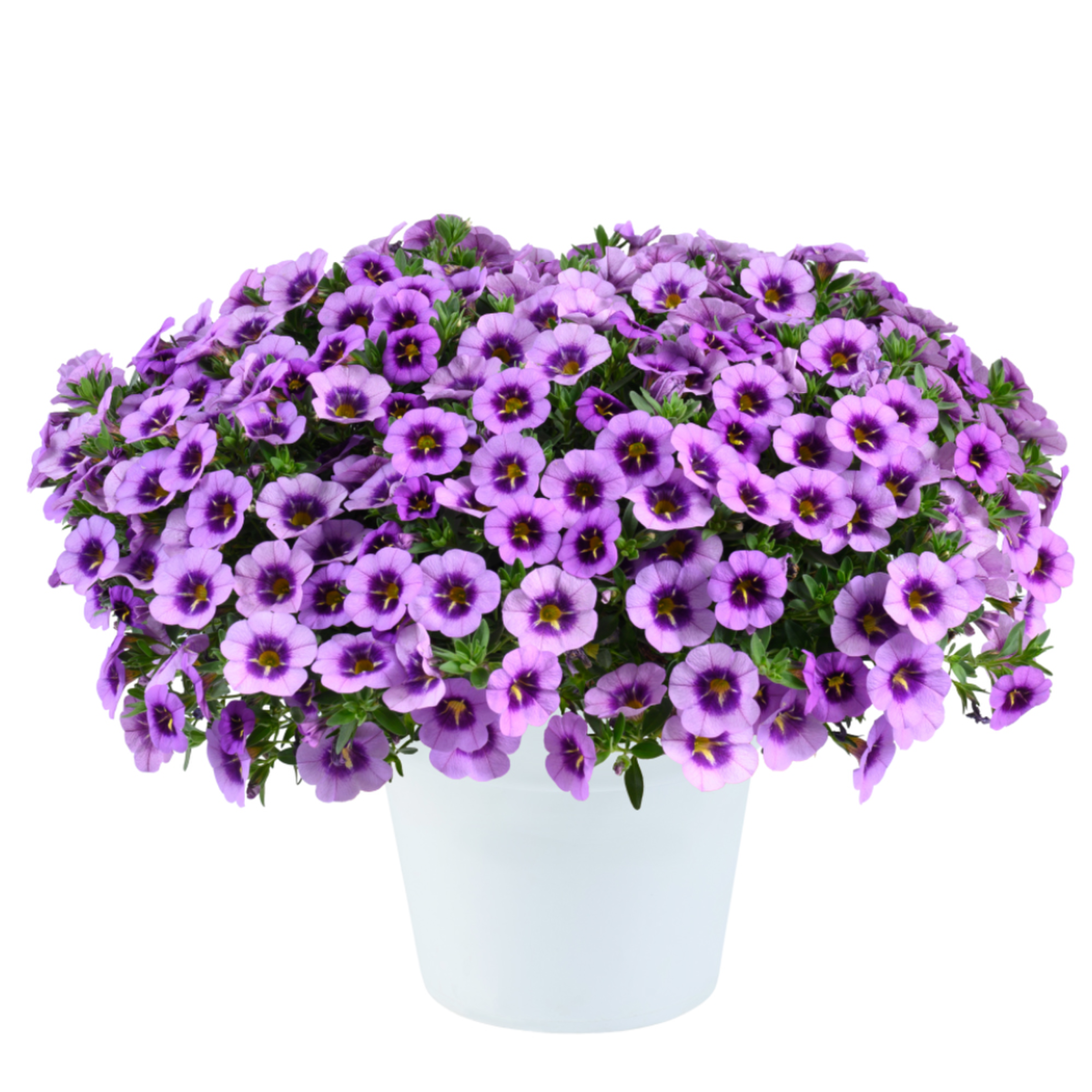 spark-purple-2387678397.webp