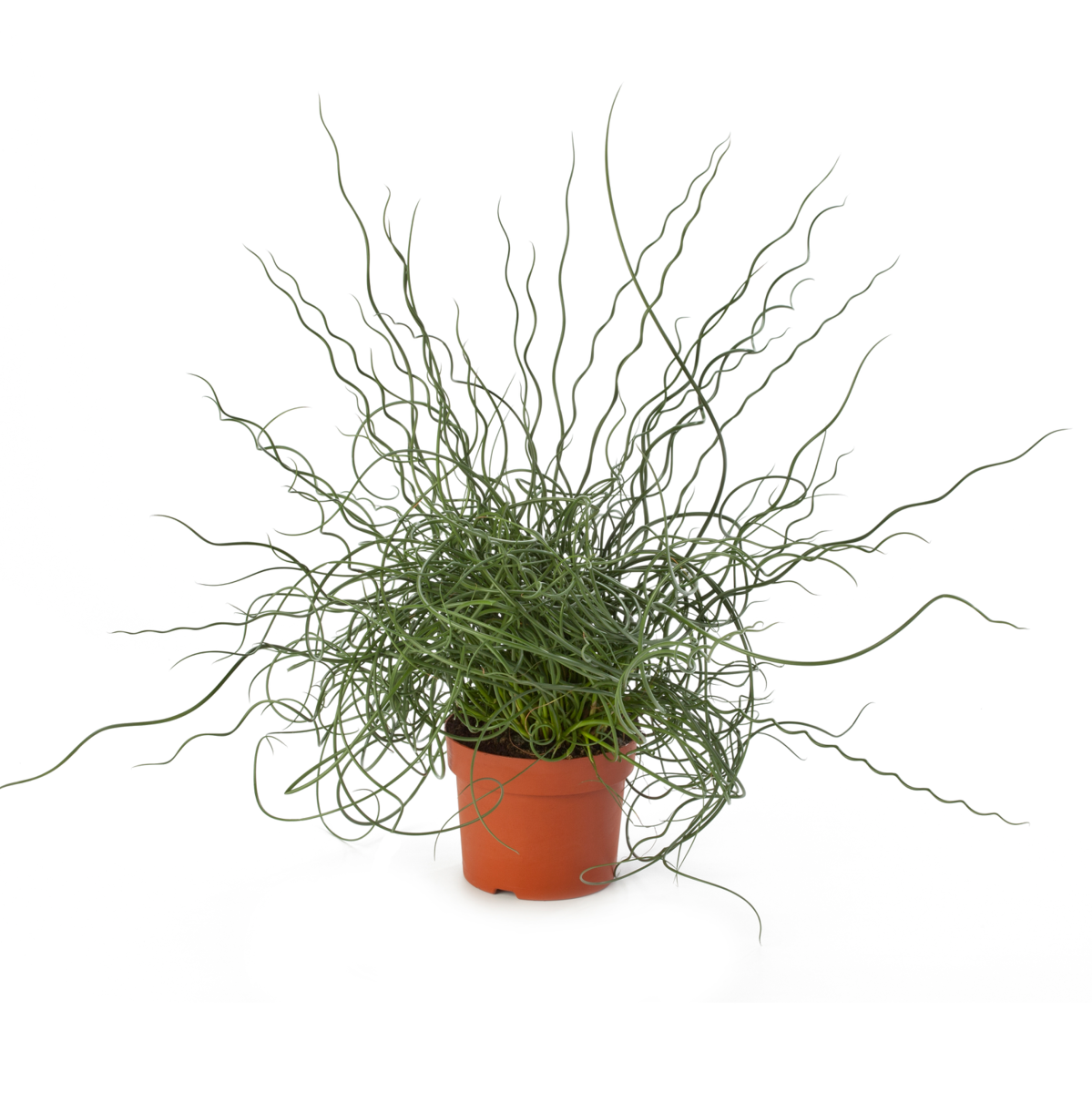 spiralis-3797289702.webp