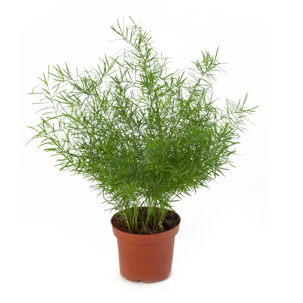sprengerii-1146965314.webp