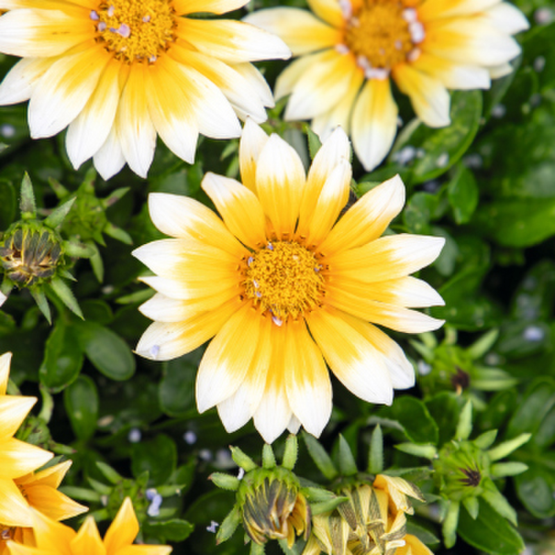 sunny-side-up-2833395549.webp