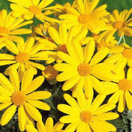 sunshine-4062507040.webp