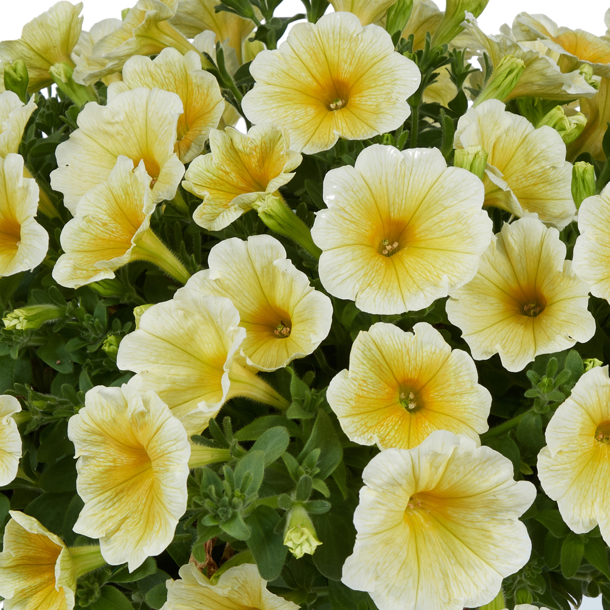 sunshine-impr-1780723606.webp