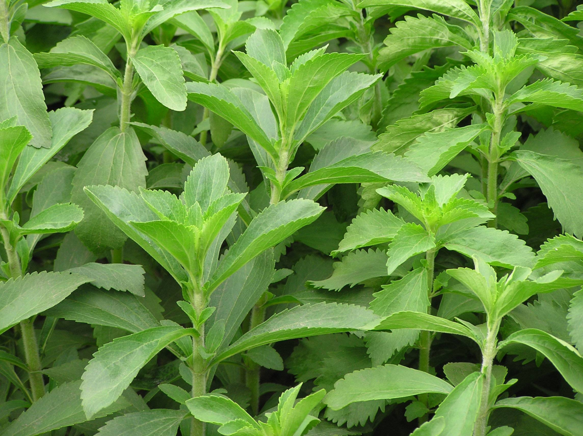 sweet-leaf-4159138835.webp