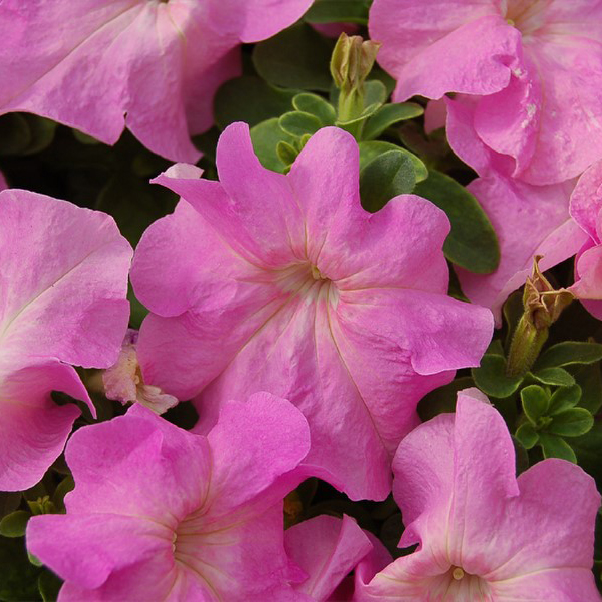 sweet-pink-gp-3452041229.webp
