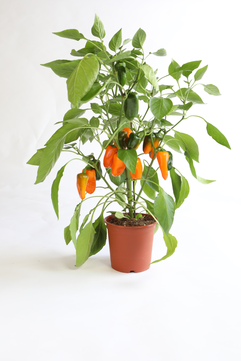 sweetbite-orange-pp6356-987382238.webp