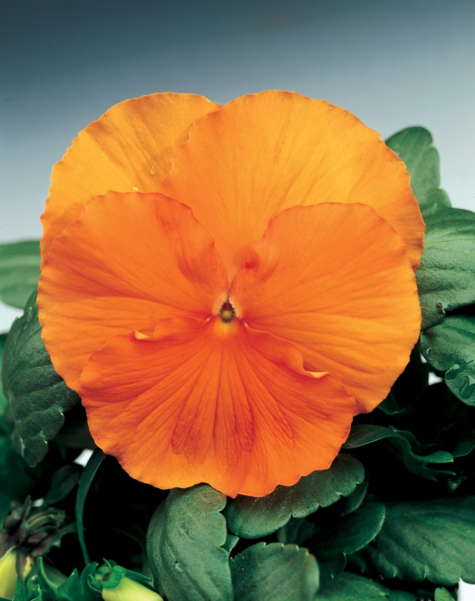 tangarine-3115245433.webp