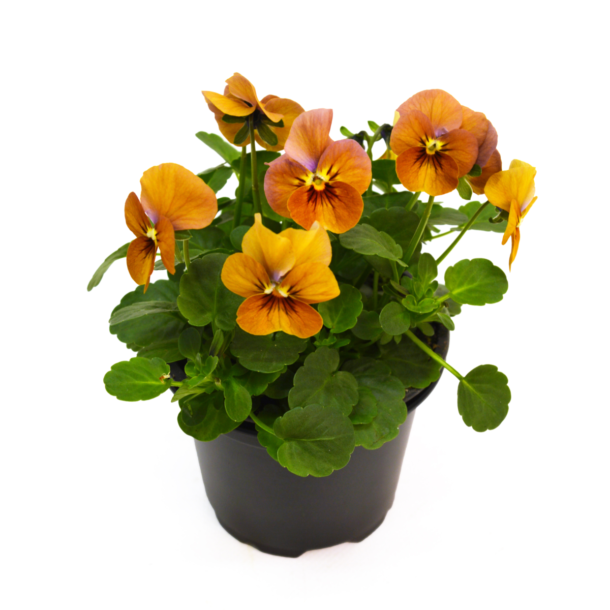 terracotta-2258844771.webp