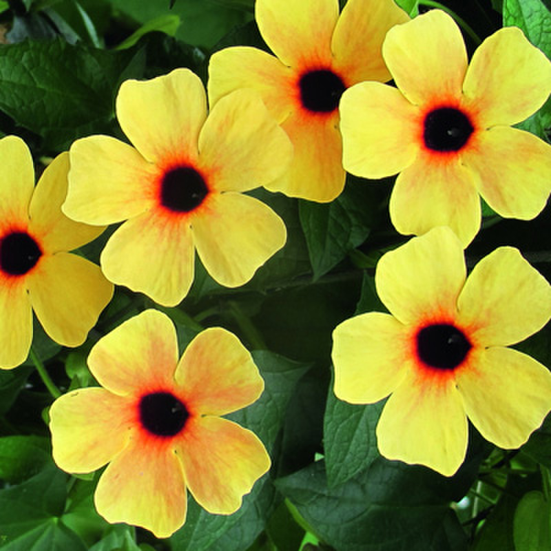 terracotta-880476380.webp