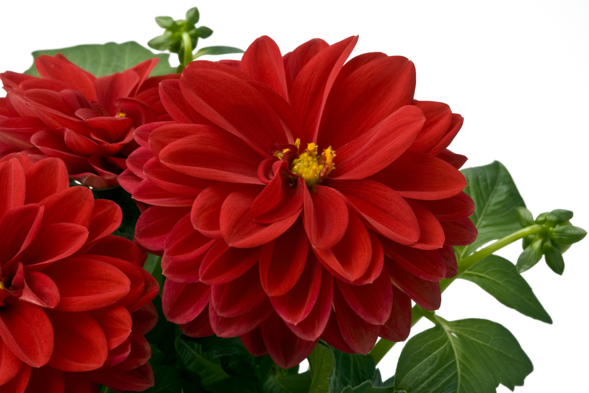 tessy-3012407866.webp