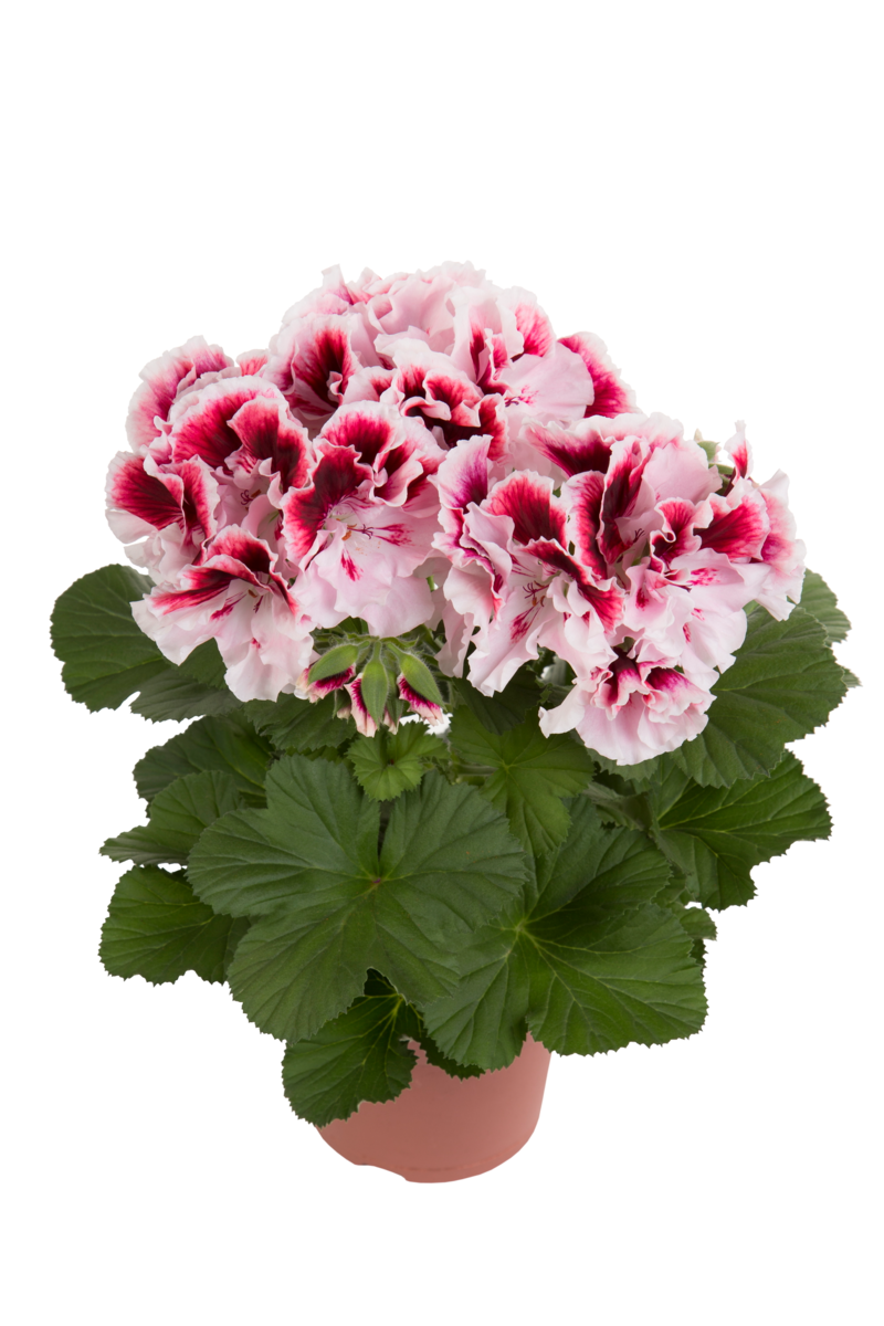 tony-2915623191.webp