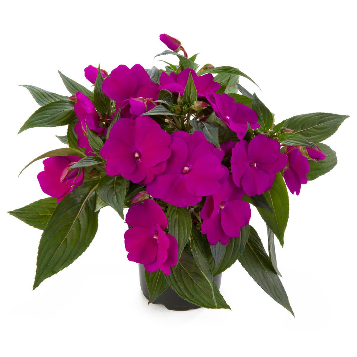 troy-3296511178.webp