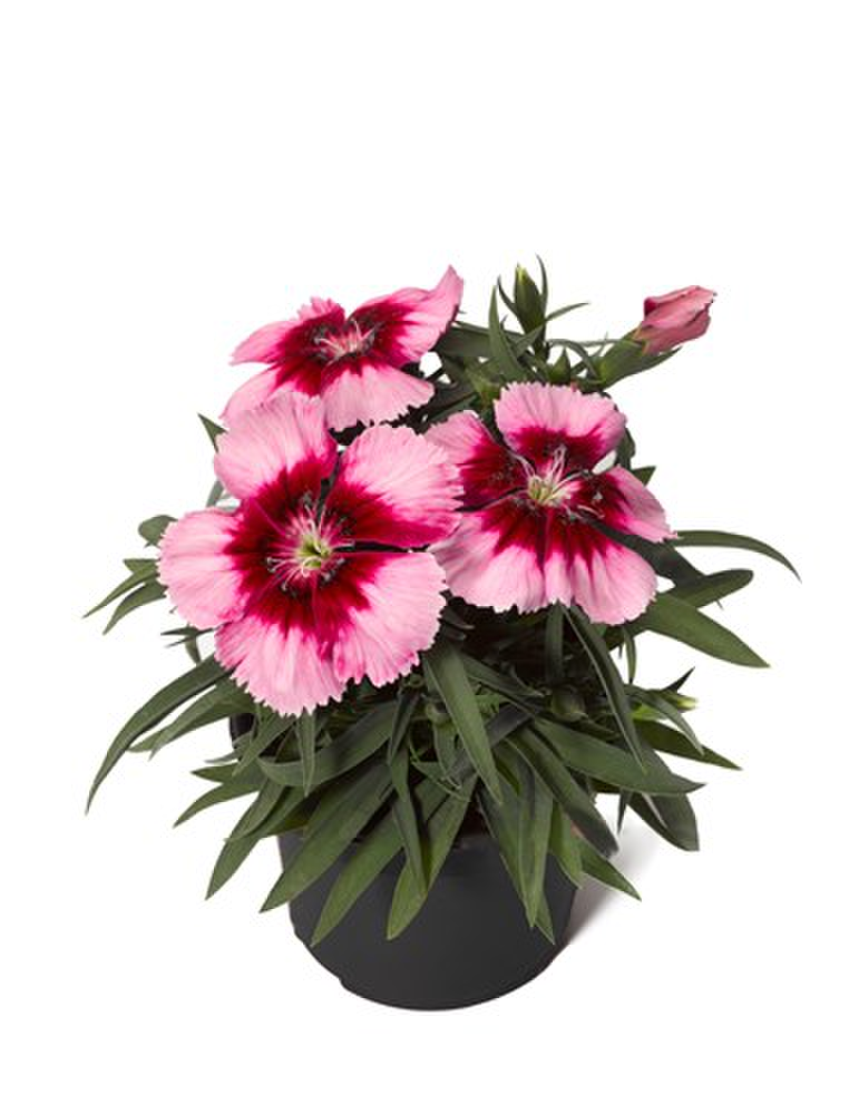 venti-crimson-3266163521.webp