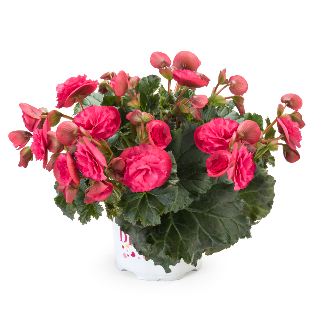 vermillion-hot-pink-4233256530.webp