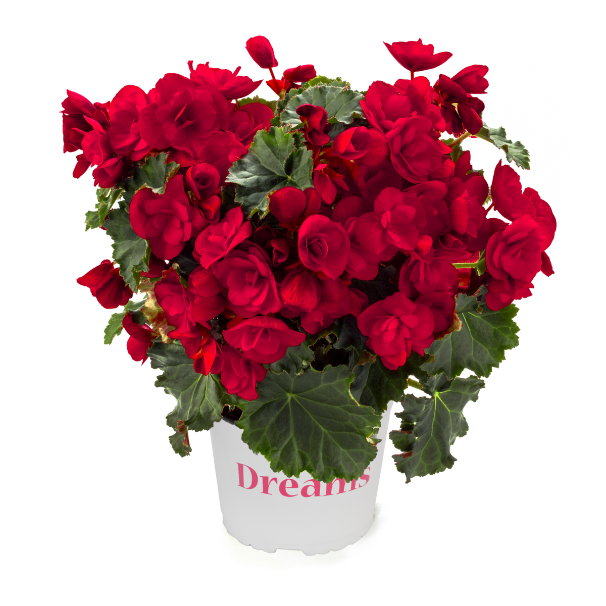 vermillion-red-1640407574.webp