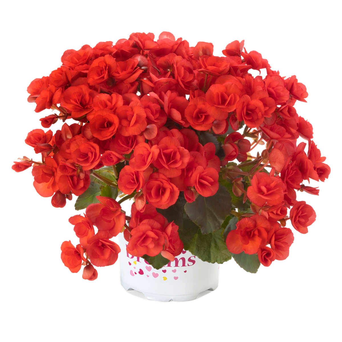 veronica-3186564803.webp