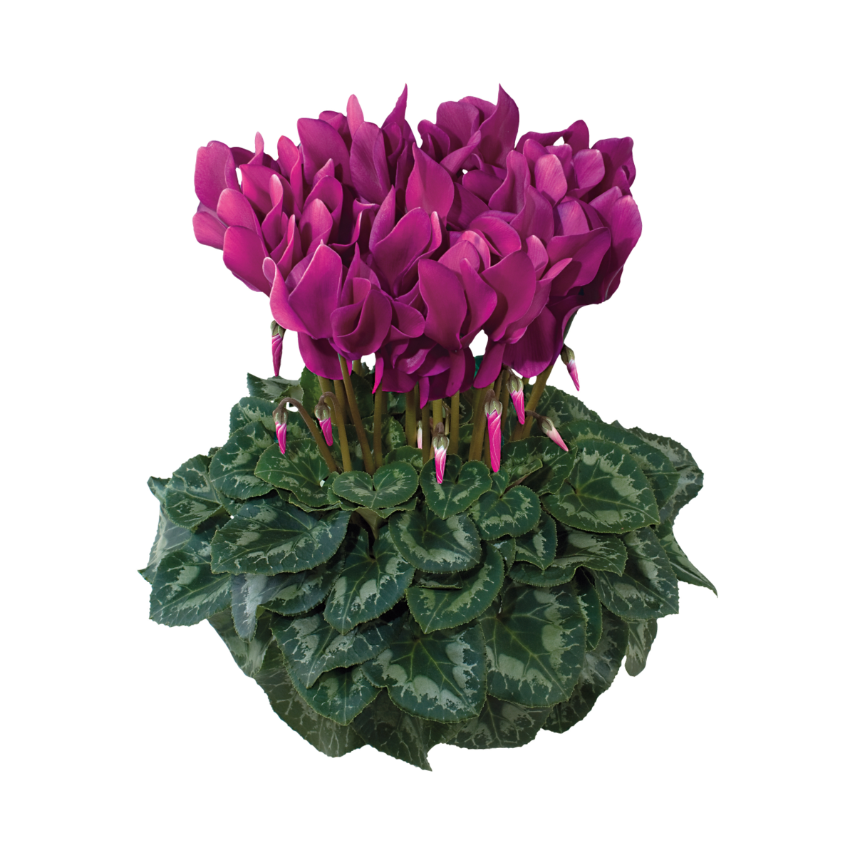 violet-1097-557841029.webp