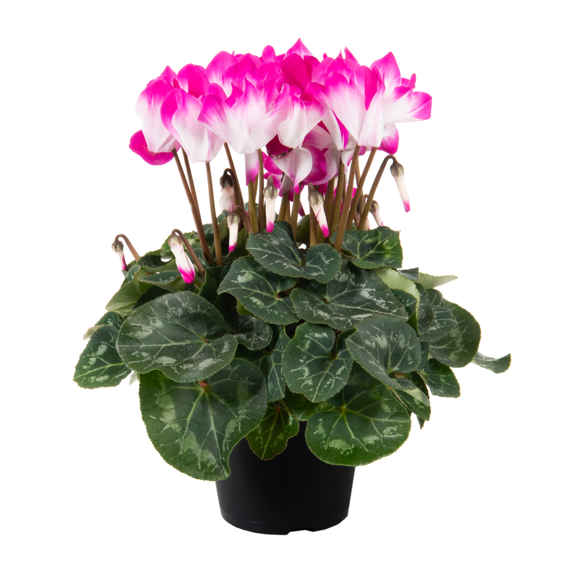 violet-1926489901.webp