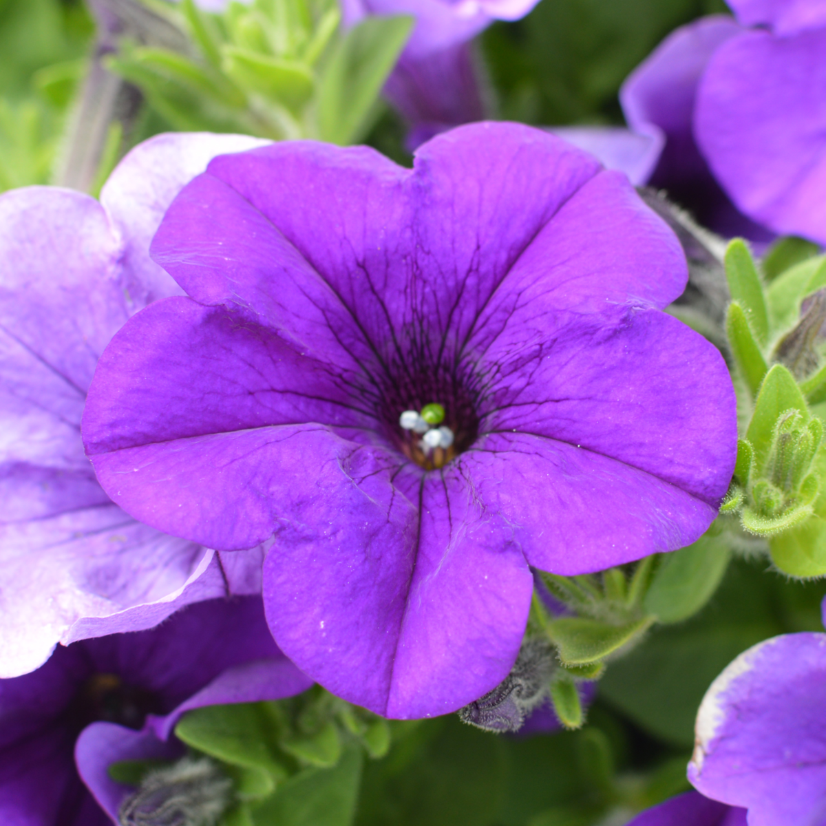 violet-249677728.webp