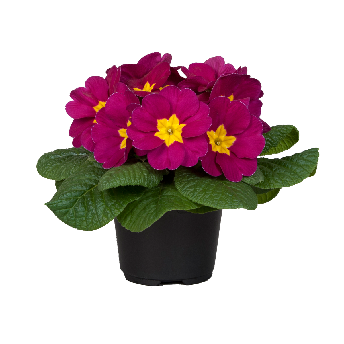 violet-3916363947.webp