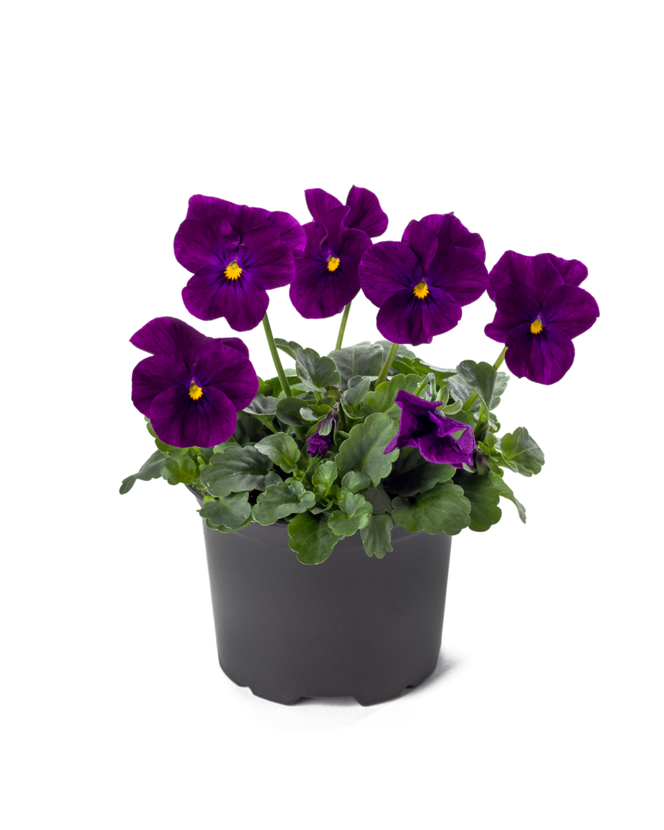 violet-4240854137.webp