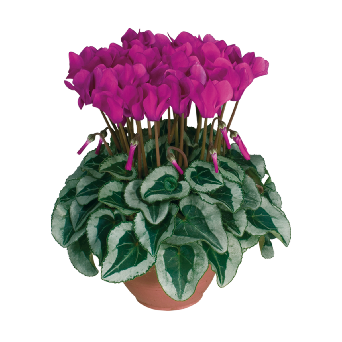 violet-4290-1144449906.webp