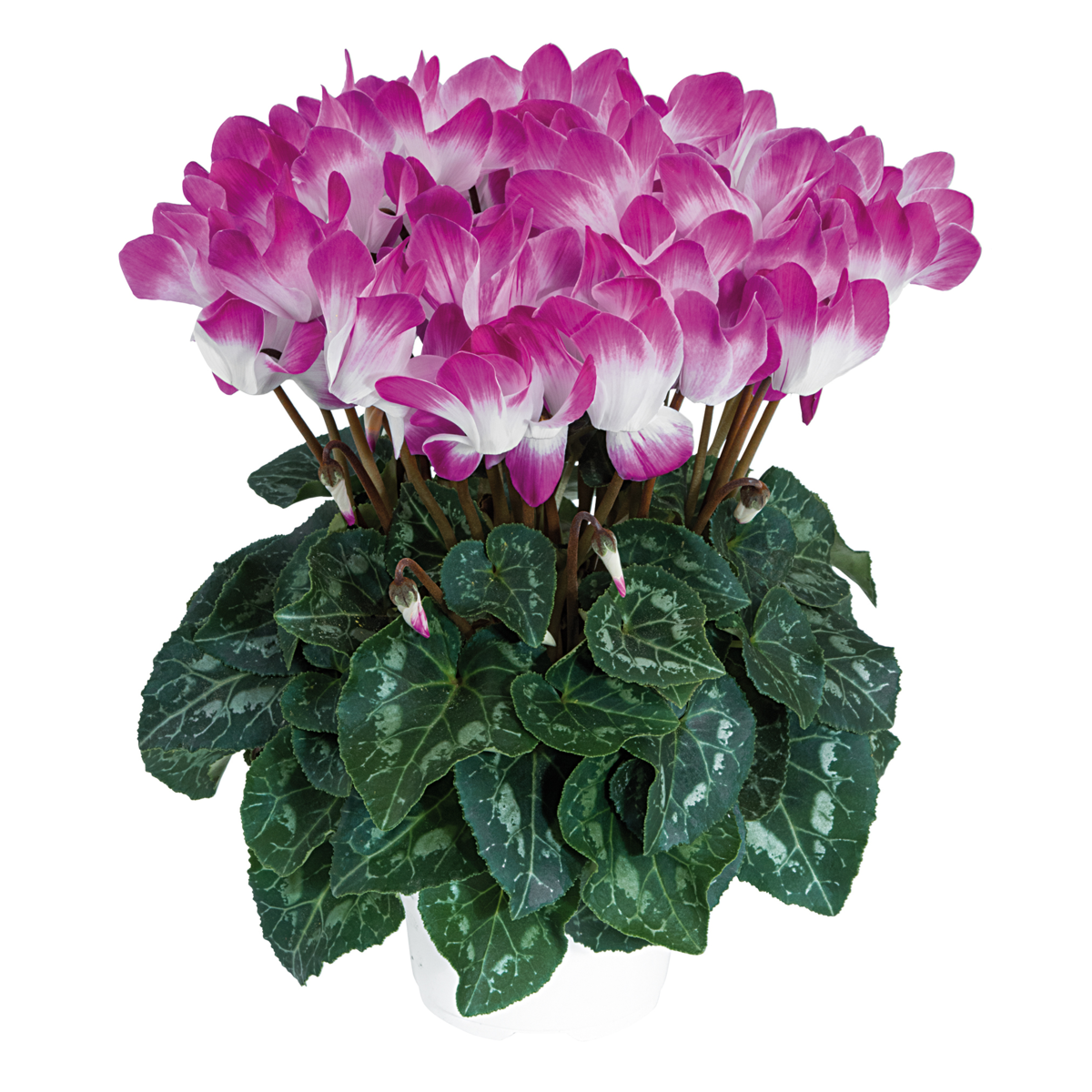 violet-53090-3559174339.webp