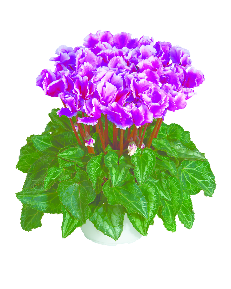 violet-55490-2993179447.webp
