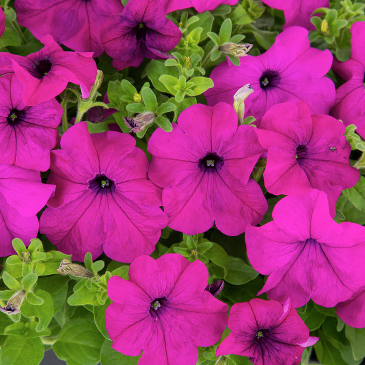violet-977507718.webp